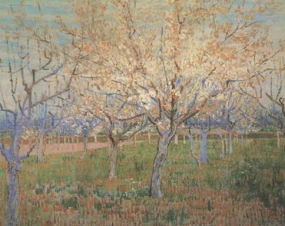 Vincent Van Gogh Orchard with Blossoming Apricot Trees (nn04)_ China oil painting art